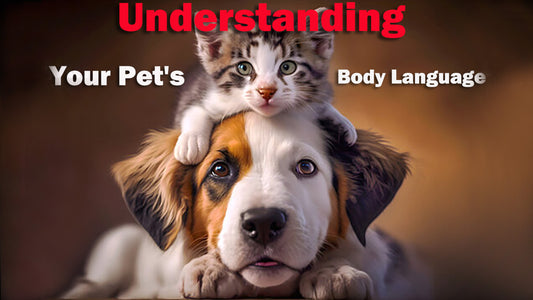 Understanding Your Pet's Body Language