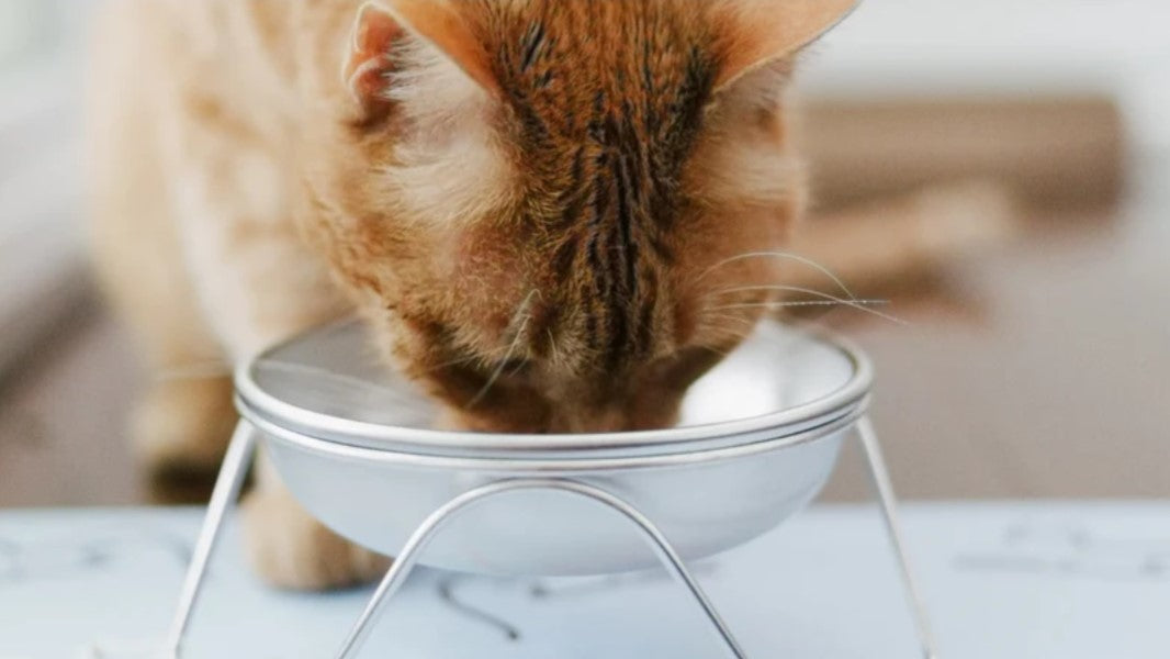 Cat Bowls & Feeders