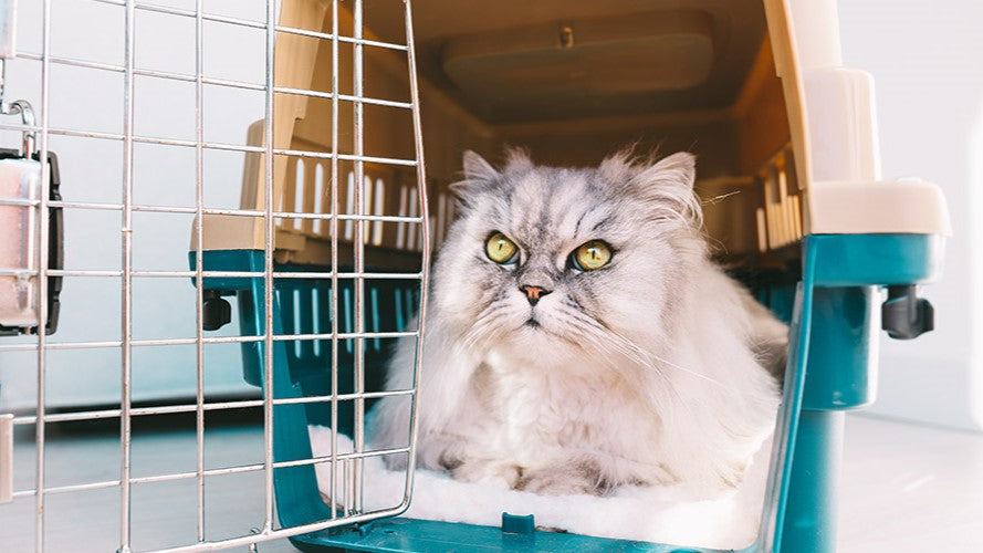 Cat Cages & Carriers