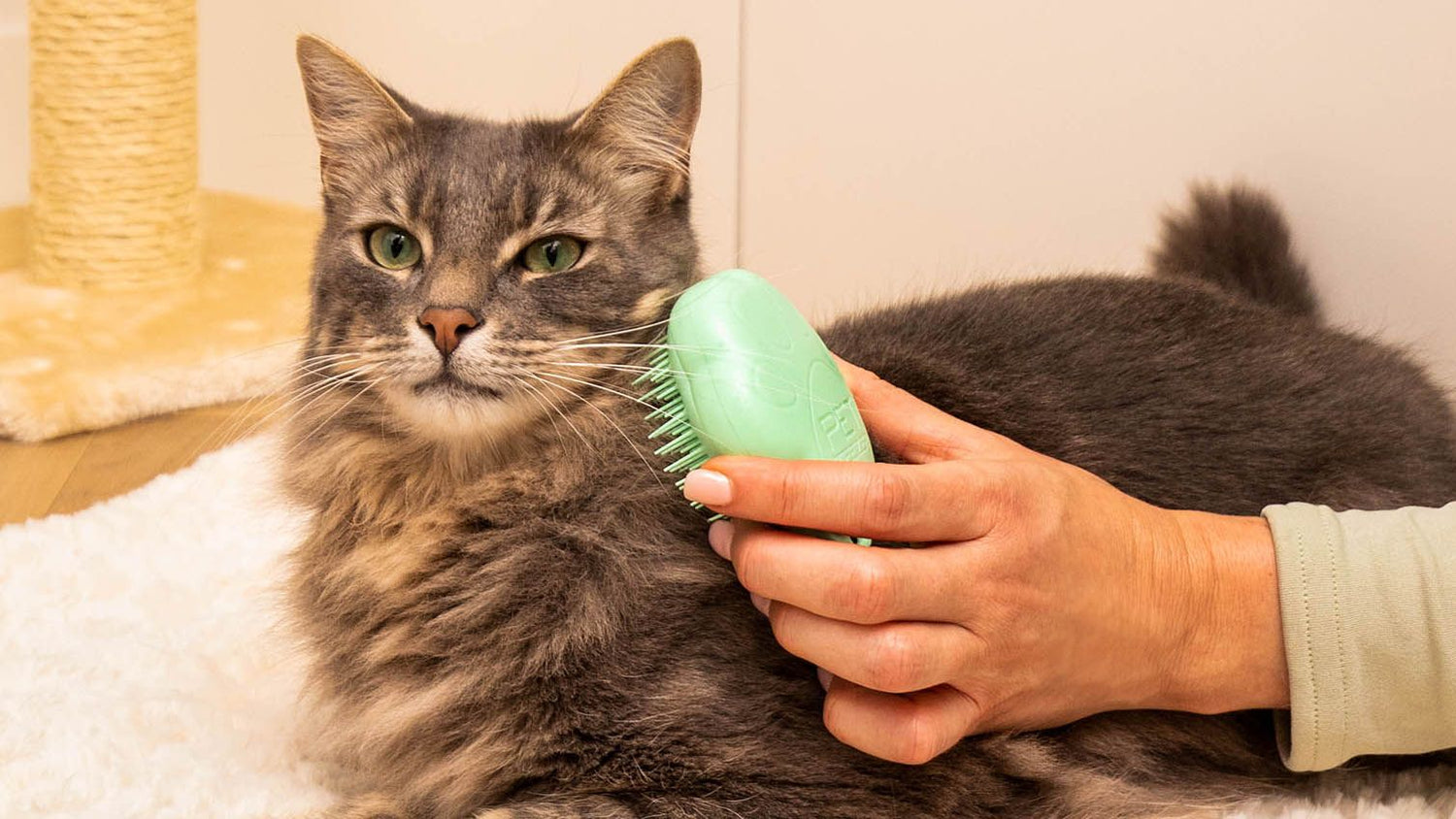 Cat Grooming & Health