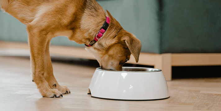 Dog Bowls & Feeders