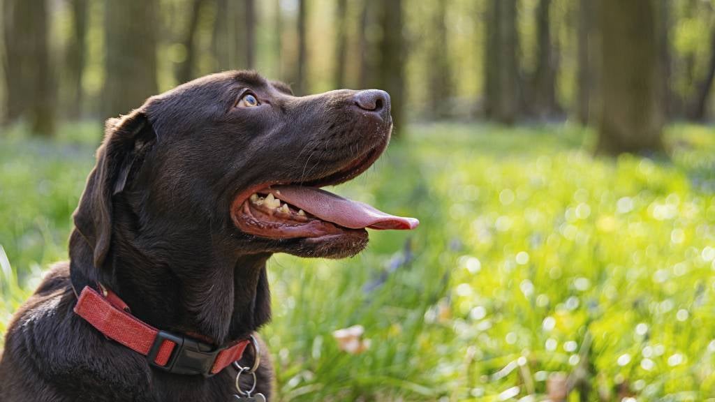 Dog Collars