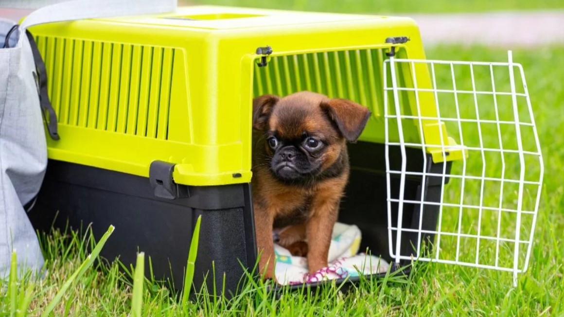 Dog cages & Carriers