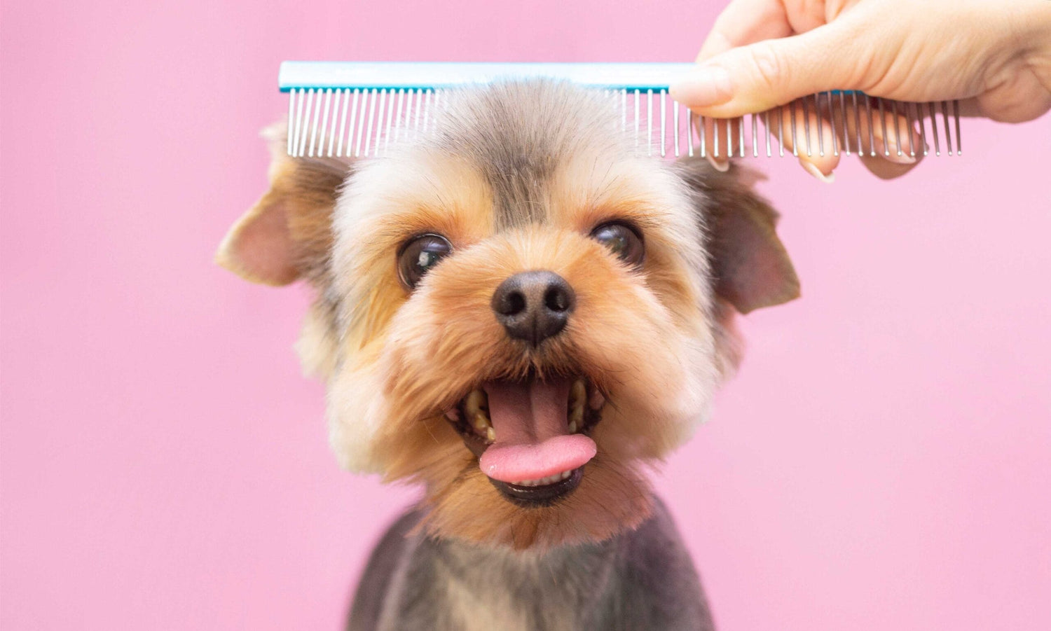 Dog Grooming & Health